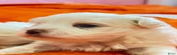 Maltese dogs for sale: 🐾💕 ADORABLE TINY PURE MALTESE - RESERVE NOW!  - Advert 3