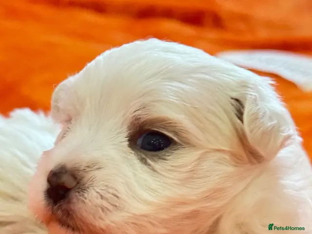 Maltese dogs 🐾💕 ADORABLE TINY PURE MALTESE - RESERVE NOW! - Advert 1