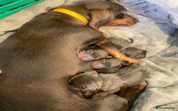 Miniature Dachshund dogs for sale: Kc registered health tested miniature dachshund  - Image 1