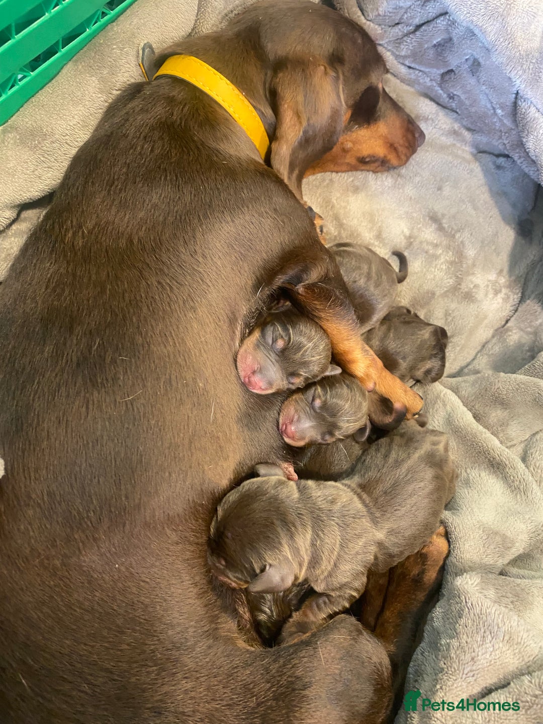 Miniature Dachshund dogs for sale: Kc registered health tested miniature dachshund  - Image 1