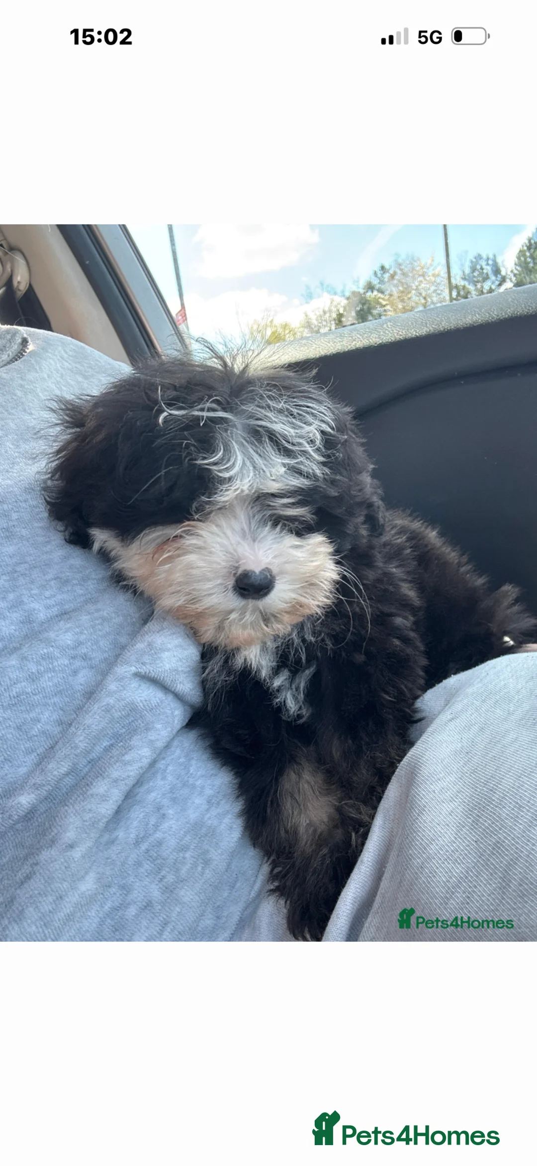Sheepadoodle dogs for sale: Micro mini Sheepadoodles 1 littlegirlleft - Advert 1
