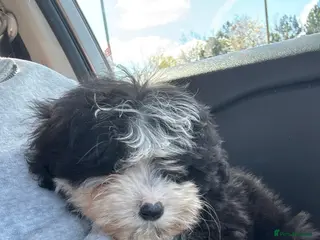 Sheepadoodle dogs Micro mini Sheepadoodles 1 littlegirlleft - Advert 1