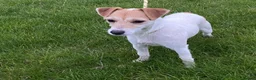 Jack Russell dogs for sale: Traditional jack Russell puppies  - Advert 4