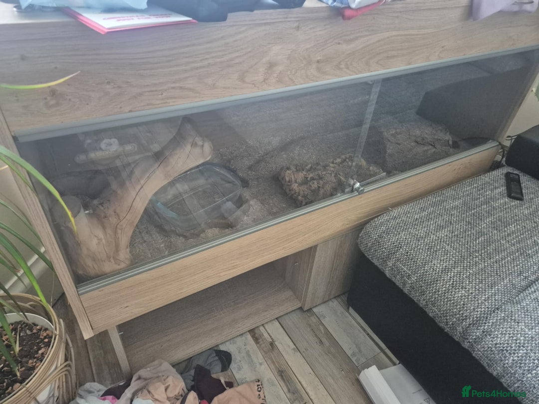 Python Snake reptiles for sale: Blue-eyed Leucistic ball python - Advert 6