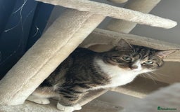 Toyger cats for sale: Domestic shorthair  - Image 5