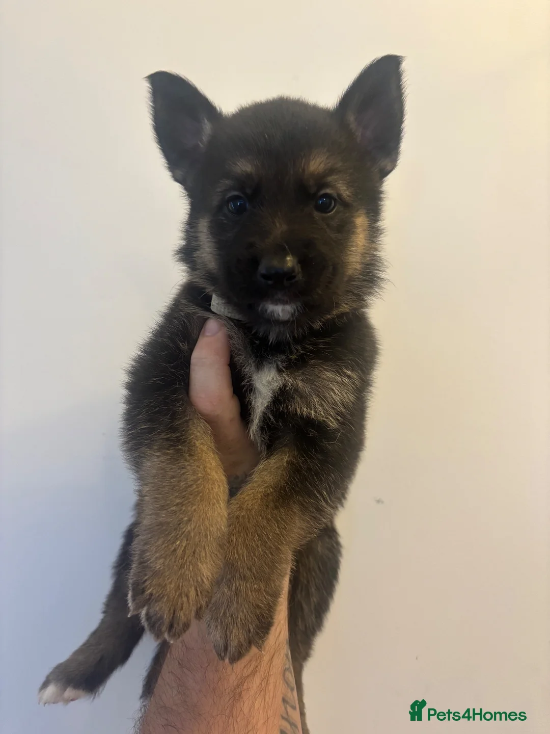 Mixed Breed dogs for sale: German Shepard X Belgian Malinois in Sunderland - Advert 2