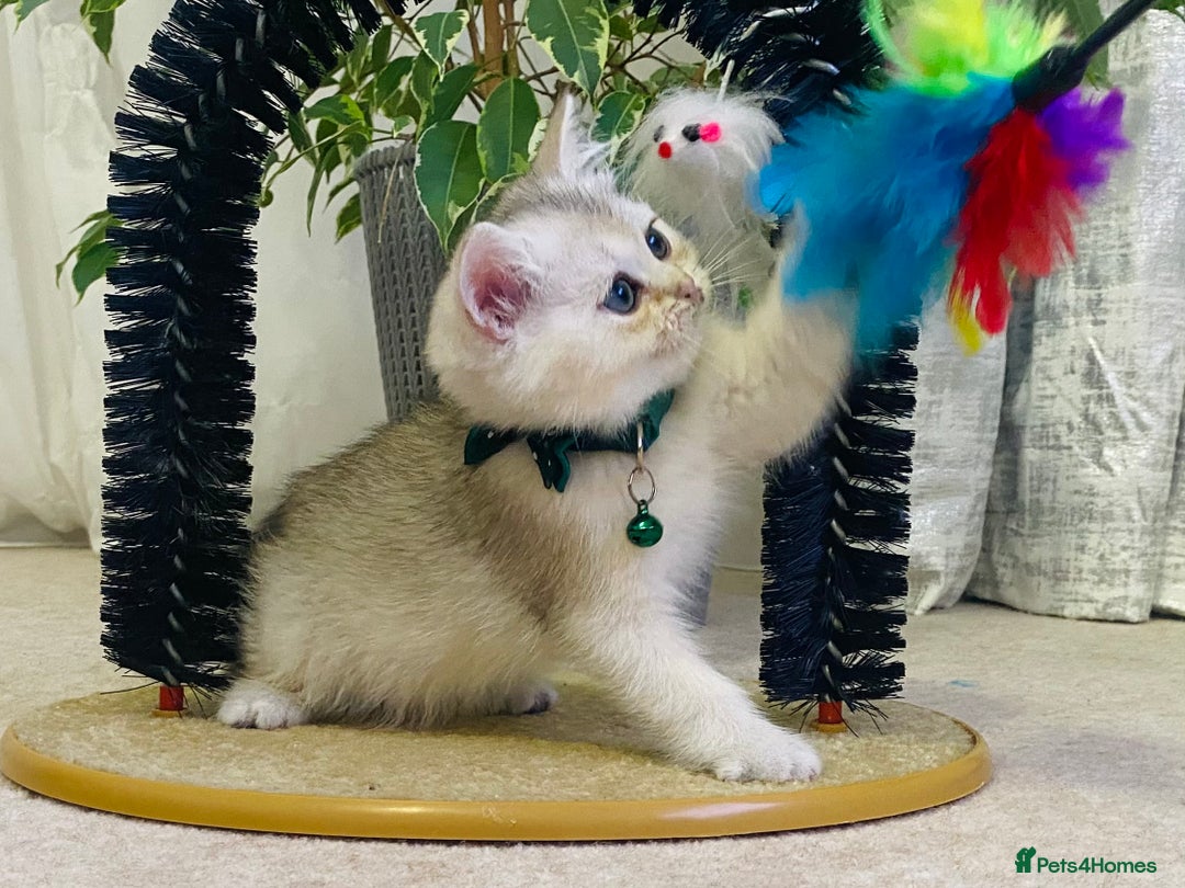 British Longhair cats for sale: British longhair and shorthair  - Advert 1