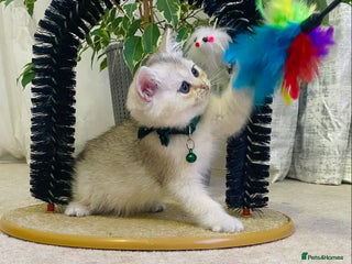 British Longhair cats British longhair and shorthair - Advert 7