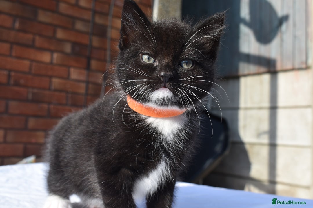 Mixed Breed cats for sale: 5 Mixed Kittens Ready In 2 Weeks - Image 3