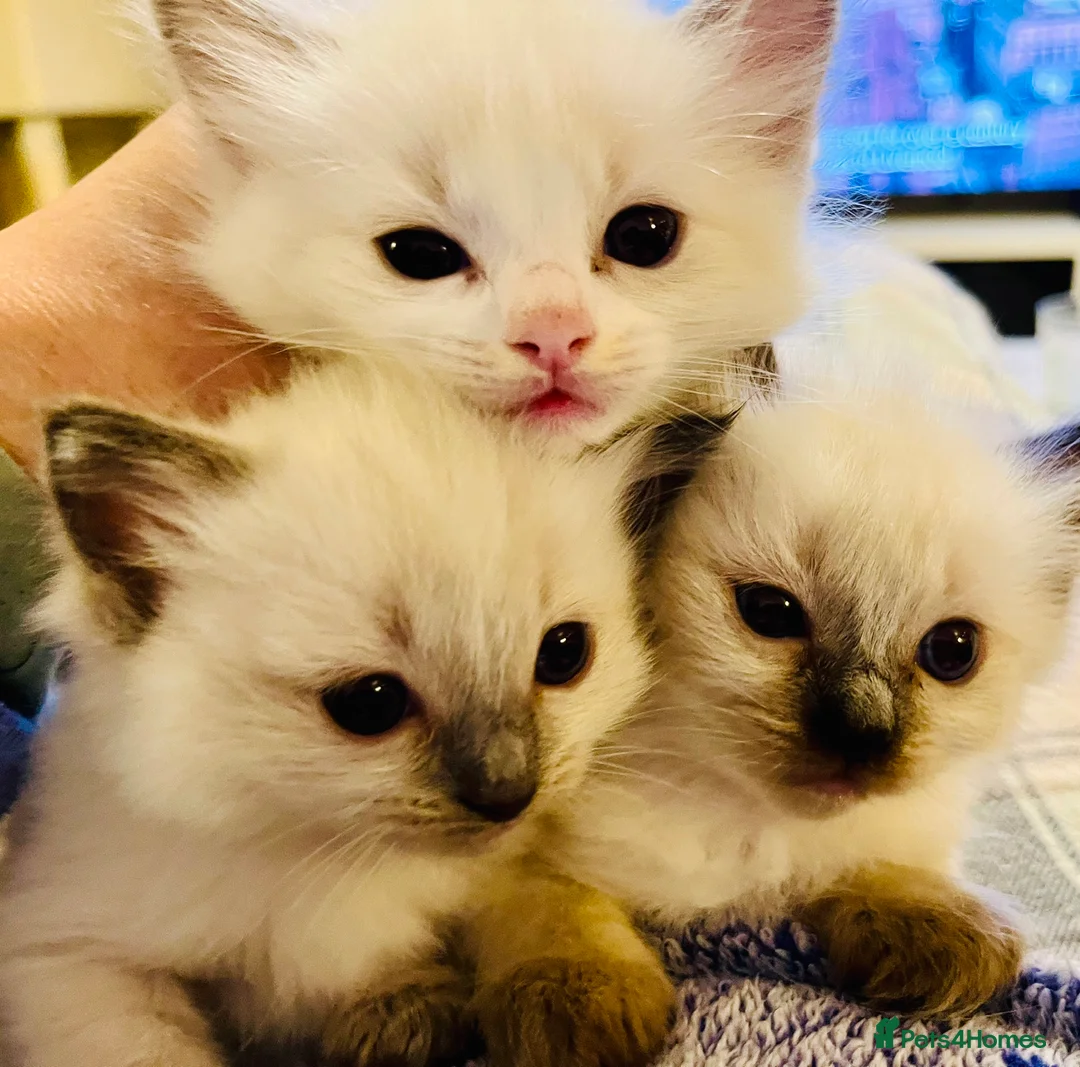 Ragdoll cats for sale: Pure ragdoll GCCF mom’s kittens for sale - Advert 2