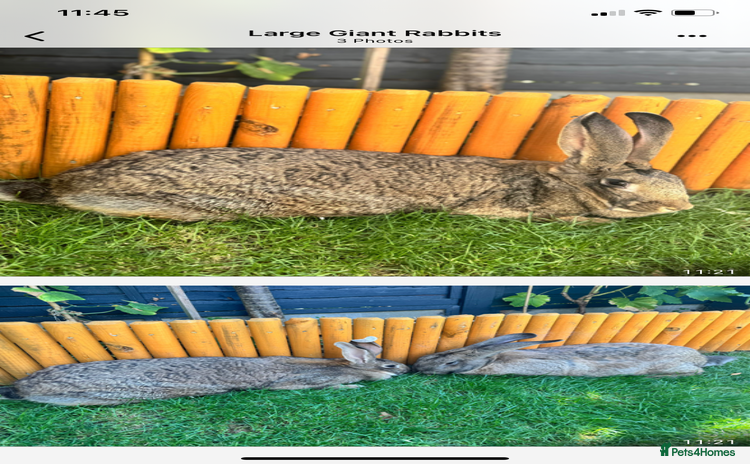 Continental Giant rabbits - Advert 1