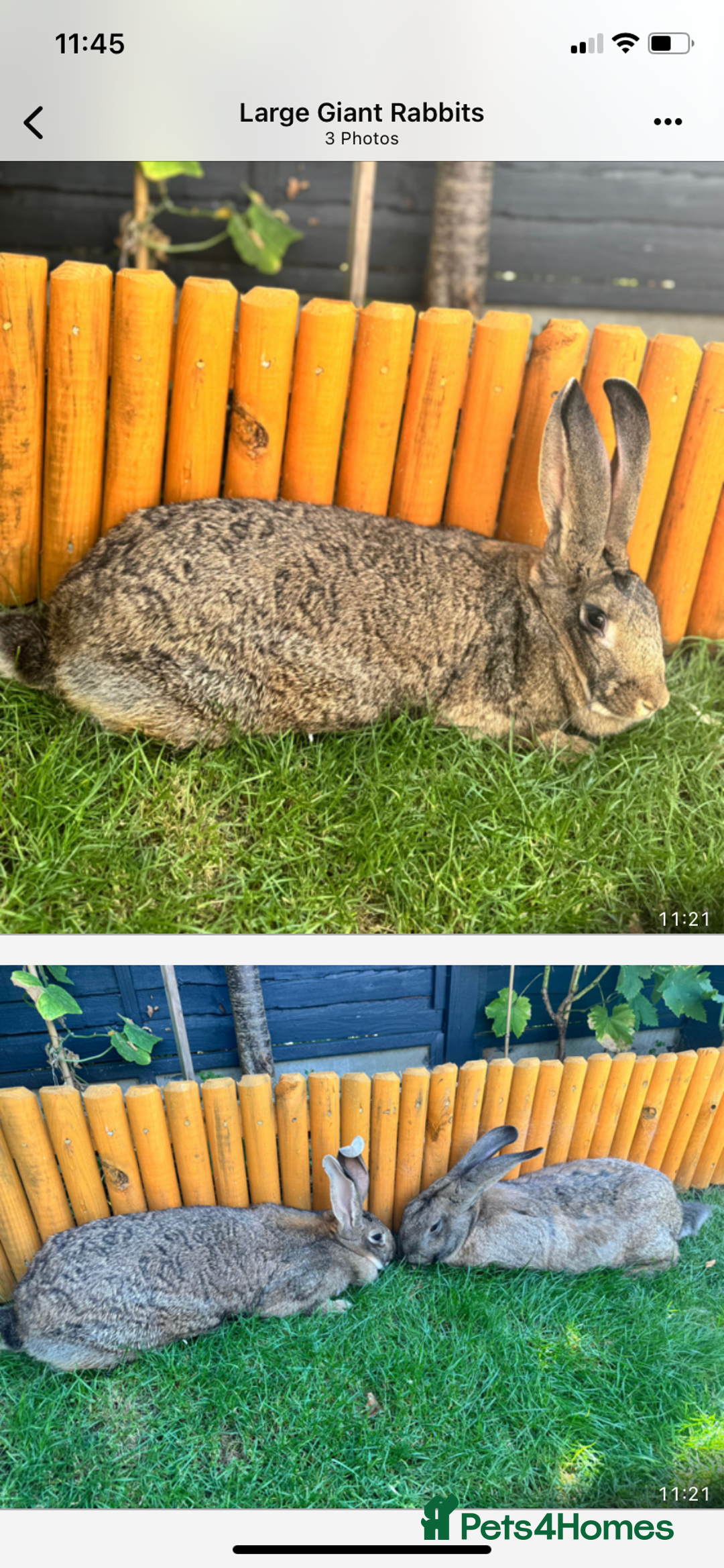 Continental Giant rabbits for sale: Giant rabbits will come with starter packs - Image 1