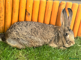 Continental Giant rabbits - Advert 2