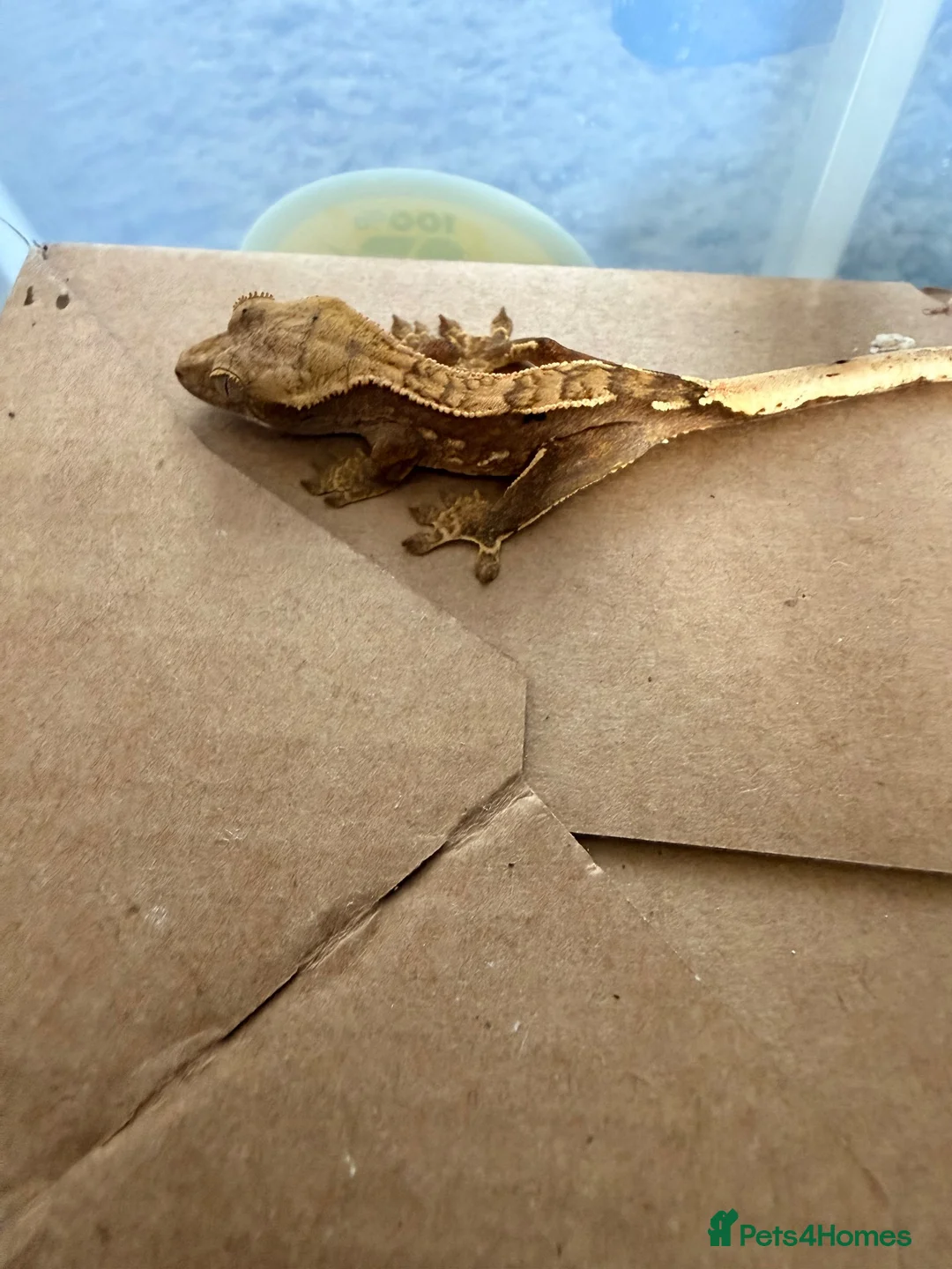 Gecko reptiles for sale: Baby crested geckos 🦎  - Advert 2