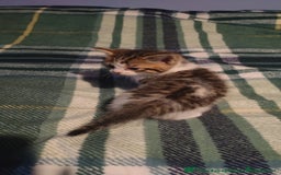 British Shorthair cats for sale: Male British Shorthair - Image 2