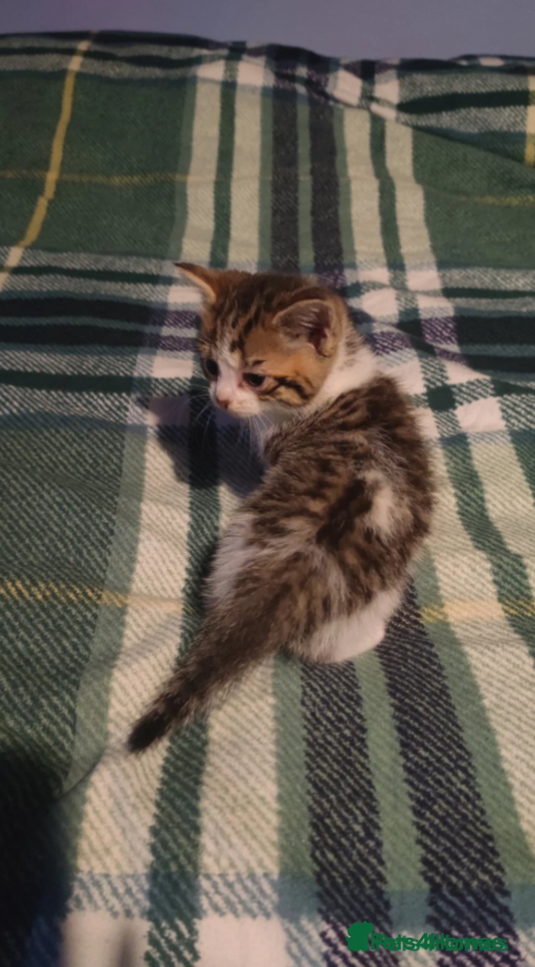 British Shorthair cats for sale: Male British Shorthair - Image 2