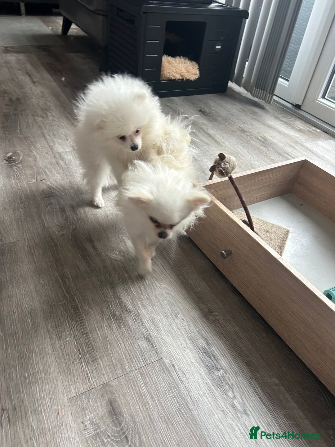 Pomeranian dogs for sale: ICE white Pomeranian girl READY NOW  - Image 11