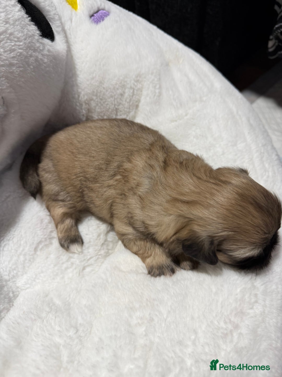 Shih Tzu dogs for sale: Shih Tzu’s  - Advert 24