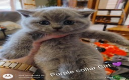 British Shorthair cats for sale: Gorgeous Chunky British Shorthair Kittens. - Image 4