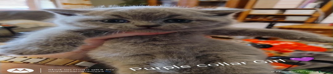 British Shorthair Kitten 3