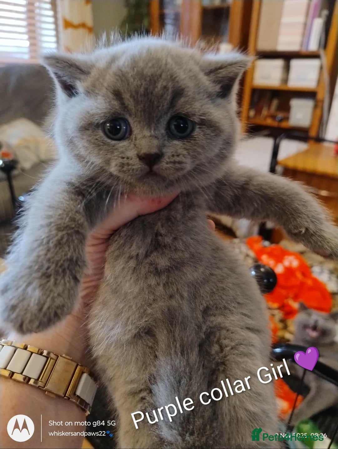 British Shorthair cats for sale: Gorgeous Chunky British Shorthair Kittens. - Image 4