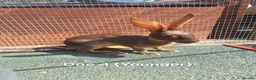 Belgian Hares rabbits for sale: Young pure bred hares for sale - Advert 7