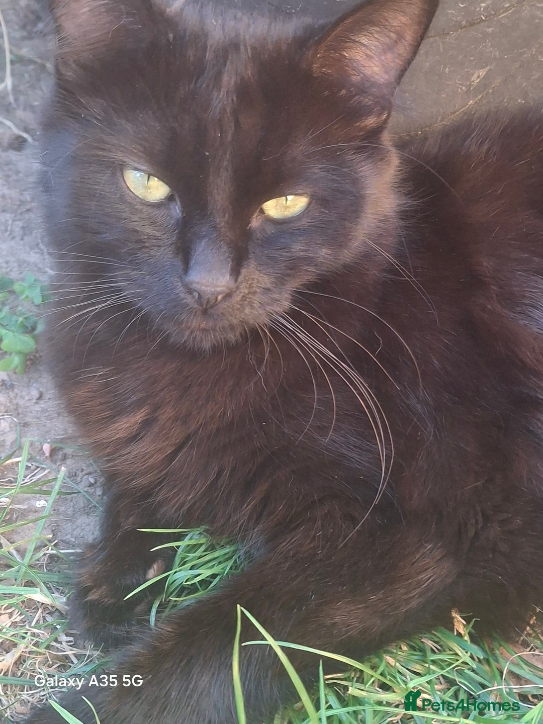 Mixed Breed cats for sale: 4 beautiful kittens  - Image 13