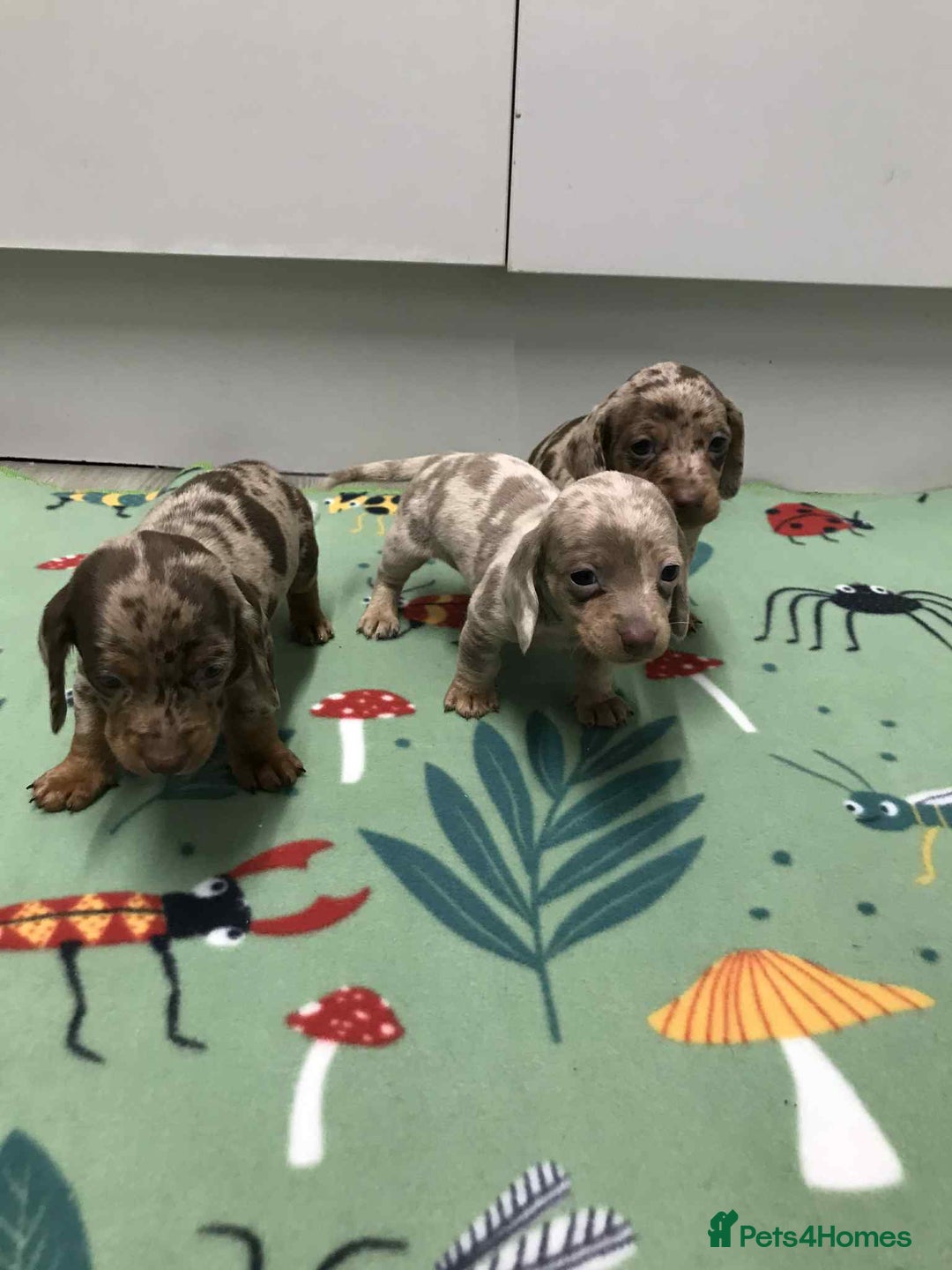 Dachshund dogs for sale: MINATURE DASHUNDS 3 boys  - Advert 8