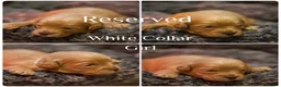 Cavachon dogs for sale: 5 ⭐️Gorgeous F1 Fox Red boy Cavapoochon. - Advert 32