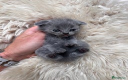 British Shorthair cats for sale: British shorthair fold - Image 9