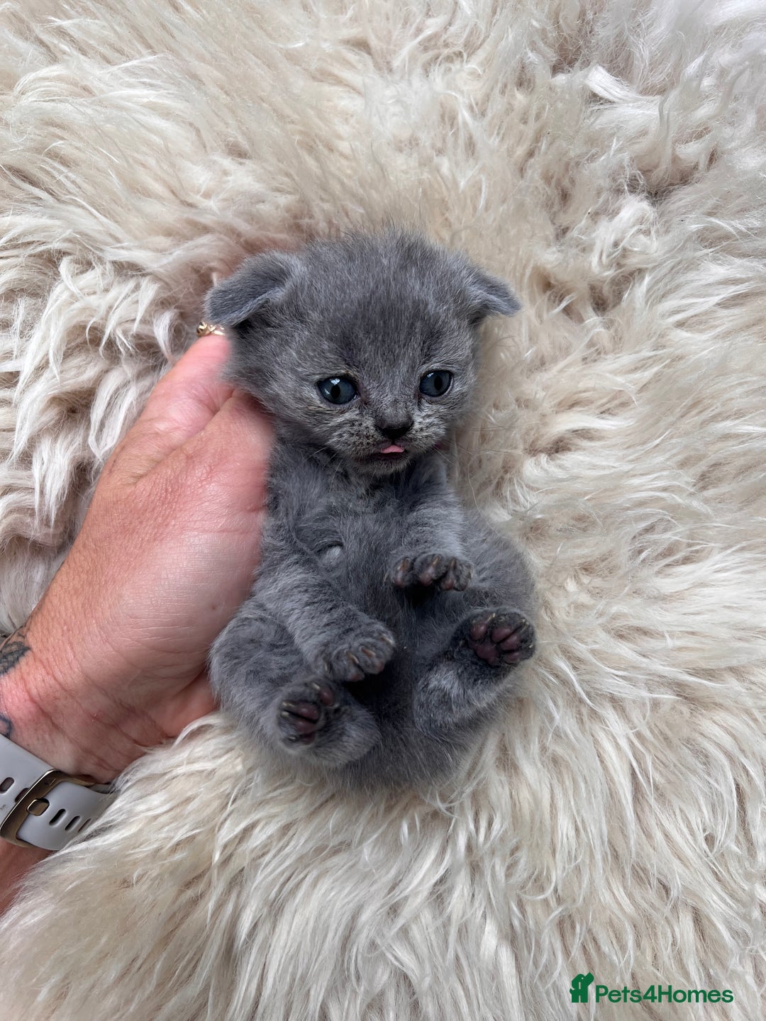 British Shorthair cats for sale: British shorthair fold - Image 9
