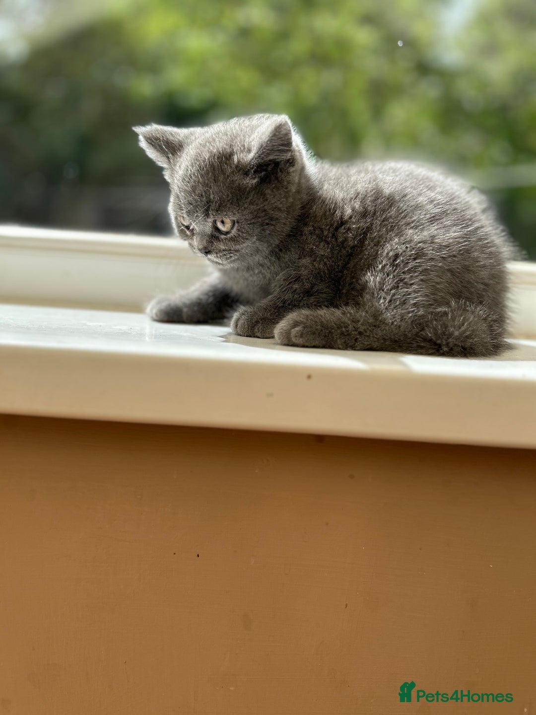 British Shorthair cats for sale: 2 Beautiful British ShortHair  - Image 7