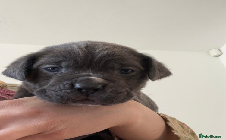 Cane Corso dogs - Advert 1