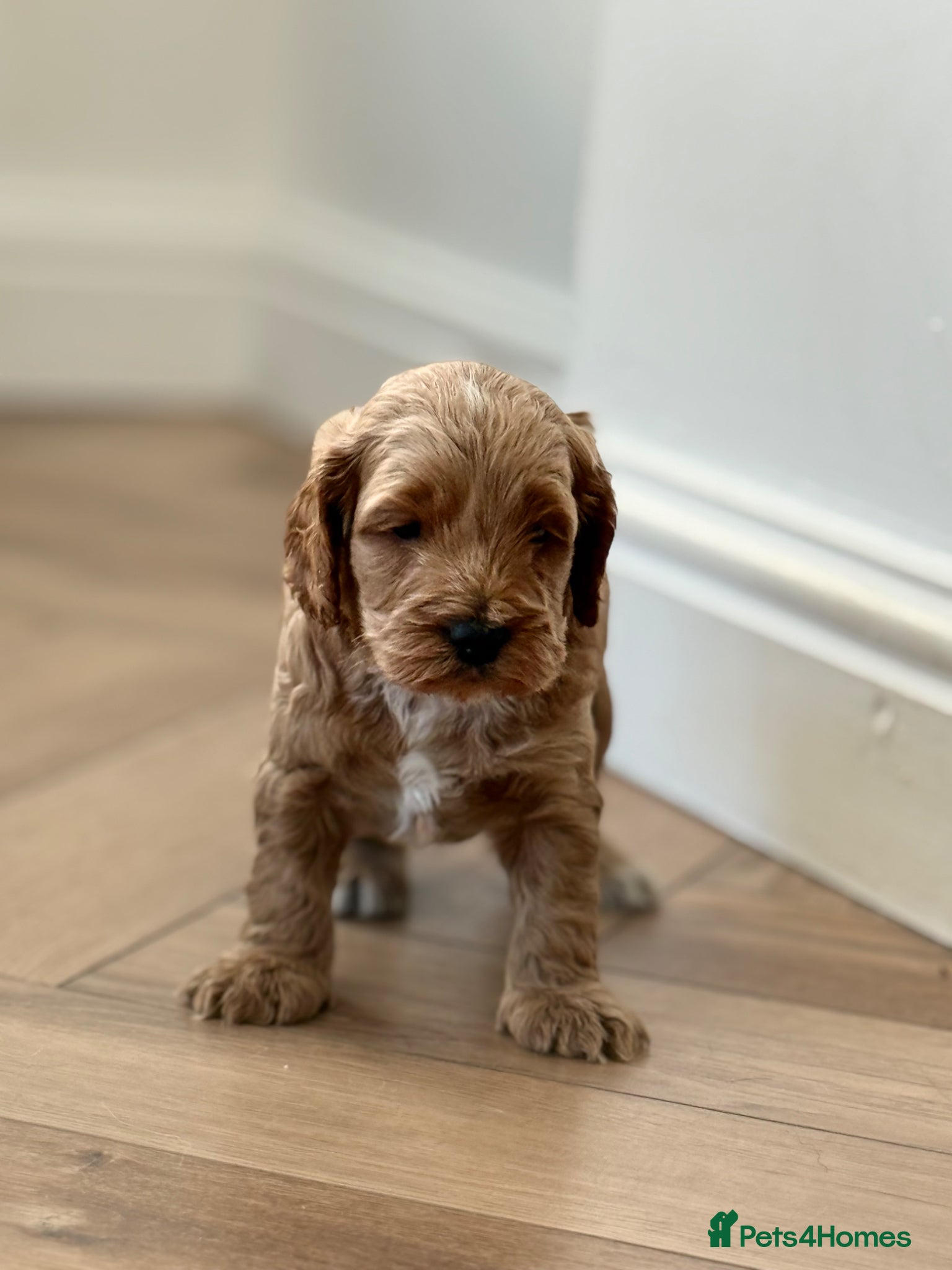 Cockapoo dogs F1 show line cockapoo puppies - Advert 11