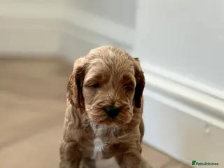 Cockapoo dogs F1 show line cockapoo puppies - Advert 11