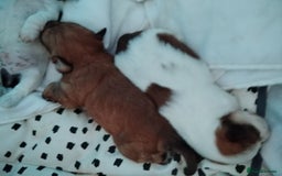 Mixed Breed dogs for sale: Yorkshire Terrier Colourful (Biewer) Puppies - Image 4