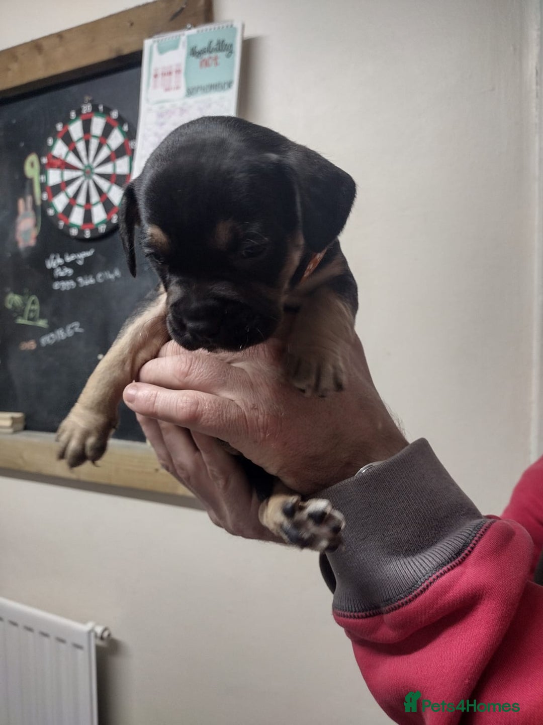 Mixed Breed dogs for sale: French x staffy cocker spaniel  - Image 2