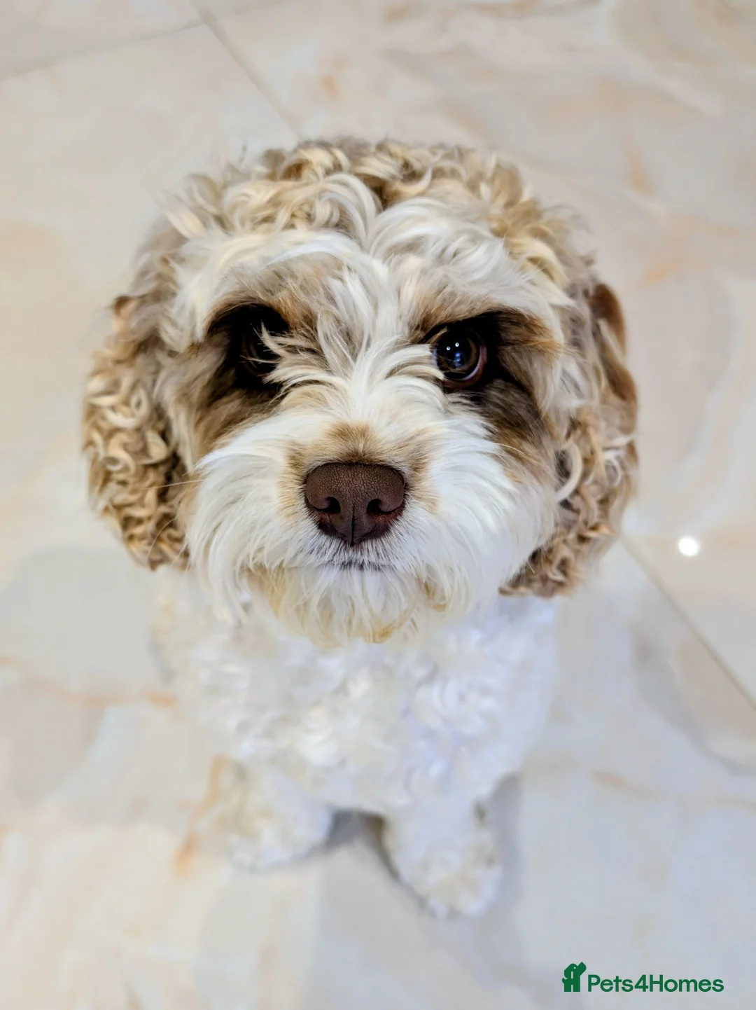 Cavapoo dogs for stud: Stunning Chocolate Parti Cavapoo Stud - Advert 1