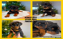 Rottweiler dogs for stud: Proven handsome ADRK KC registered Rottweiler  in Milford Haven - Image 21