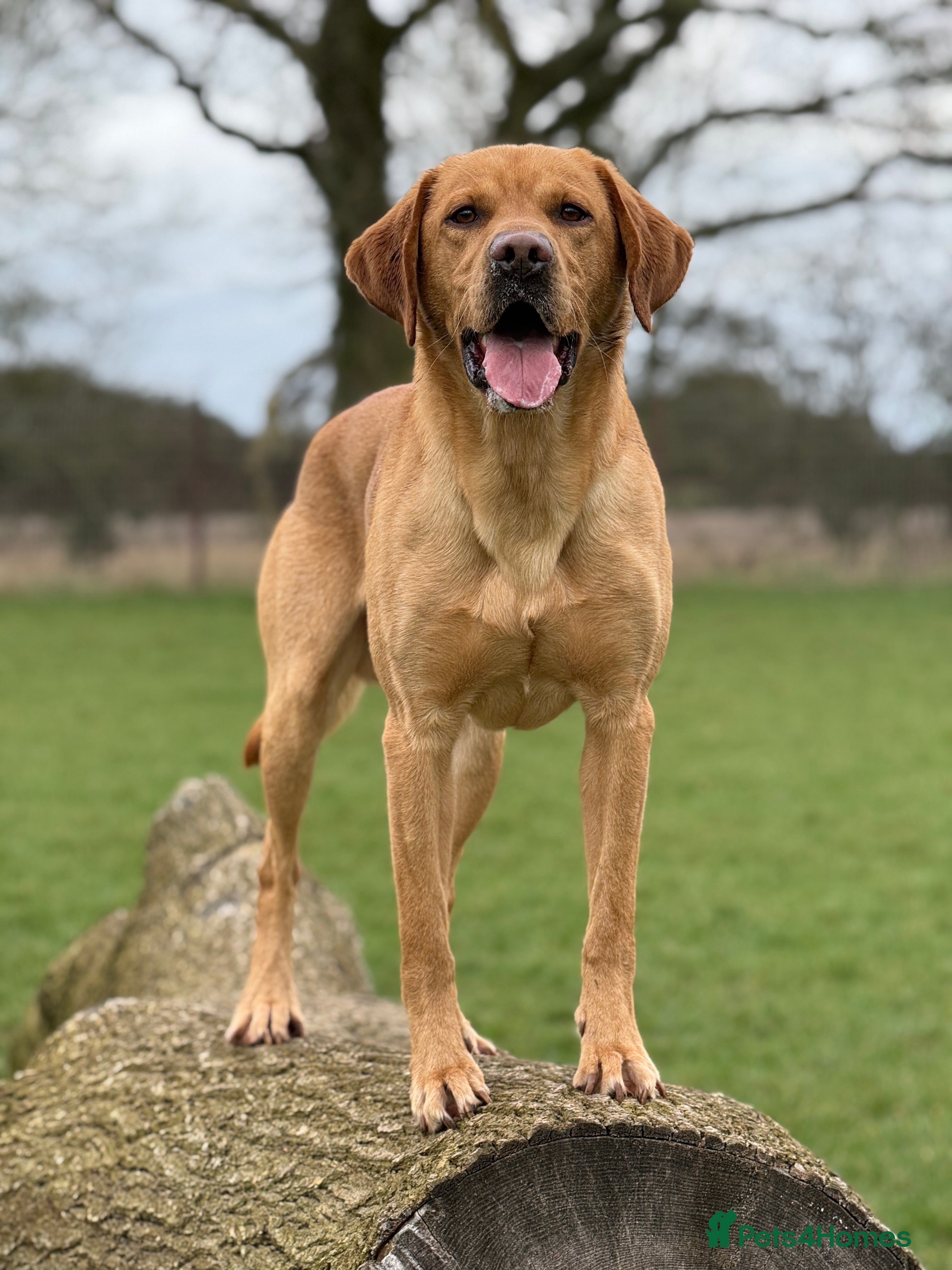 Labrador Retriever dogs Labrador for stud  in Dereham - Advert 1