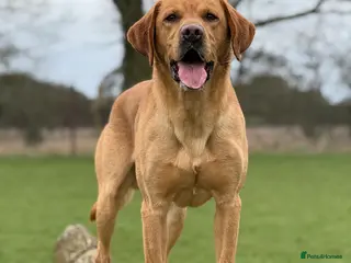 Labrador Retriever dogs Labrador for stud in Dereham - Advert 1