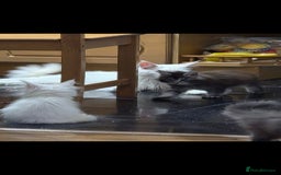 Maine Coon cats for sale: Pedigree XL Mainecoon kittens - Image 12