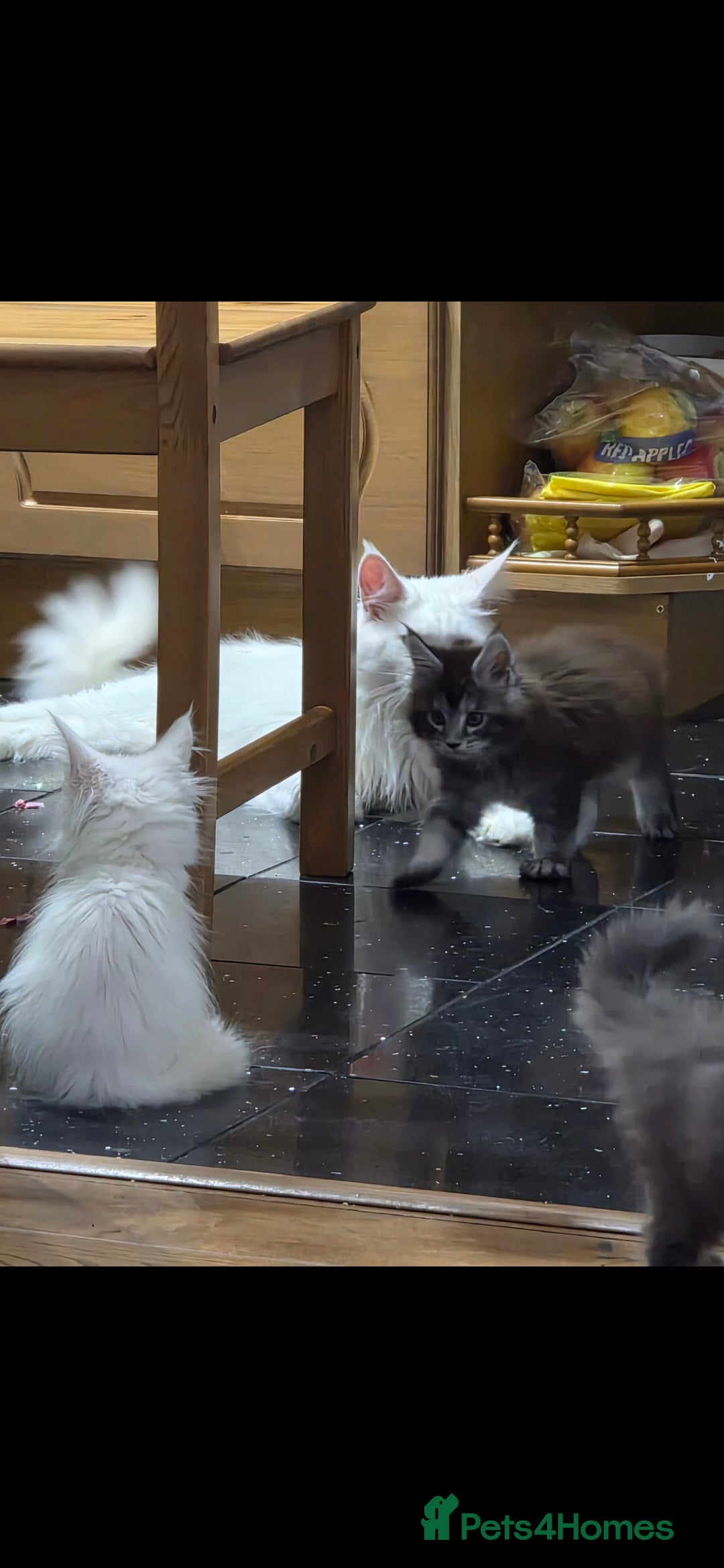 Maine Coon cats for sale: Pedigree XL Mainecoon kittens - Image 12