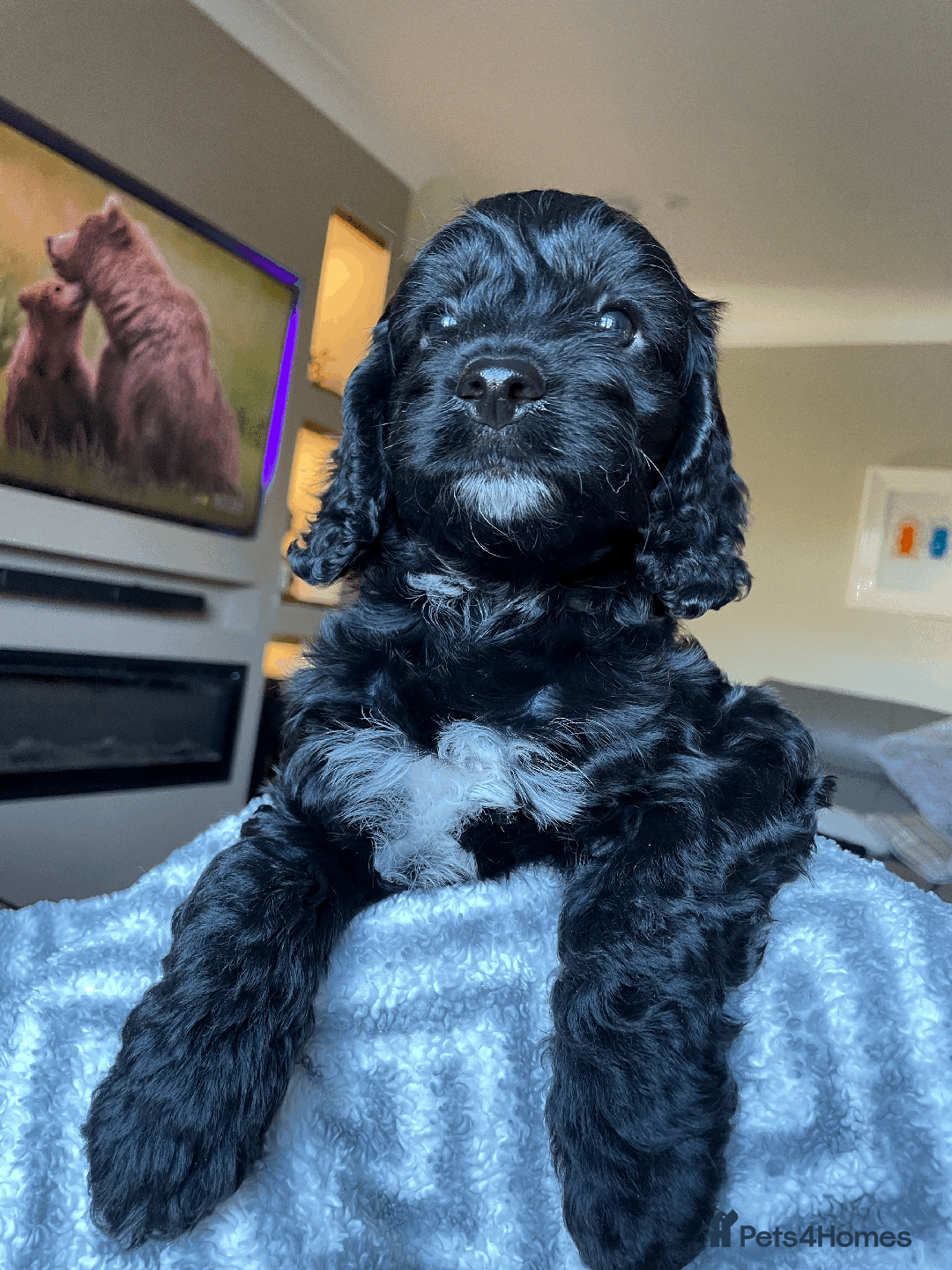 Cockapoo dogs for sale: Beautiful Thick coated Fluffy F1 Toy Cockapoo pups - Advert 22