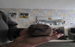 Guinea Pig rodents for sale: 6 boars 4 sale pr5 5ag  - Advert 8