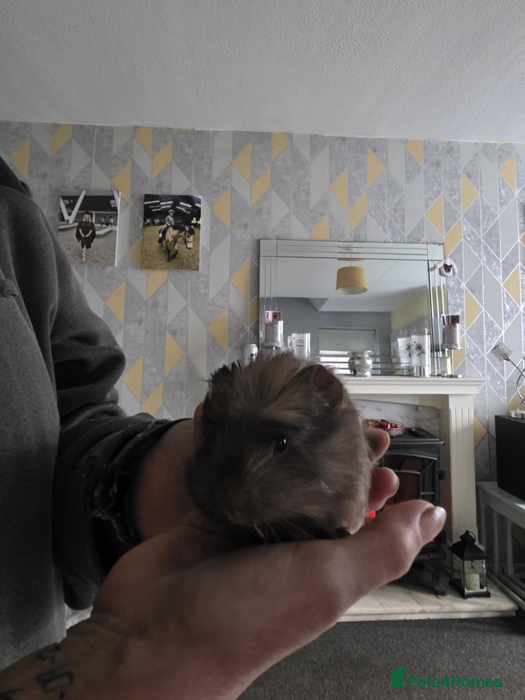 Guinea Pig rodents for sale: 6 boars 4 sale pr5 5ag  - Advert 8