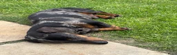 Dachshund dogs for sale: Miniature Dachshund  - Advert 4