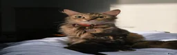 Mixed Breed cats for sale: Four beautiful fluffs - Advert 2