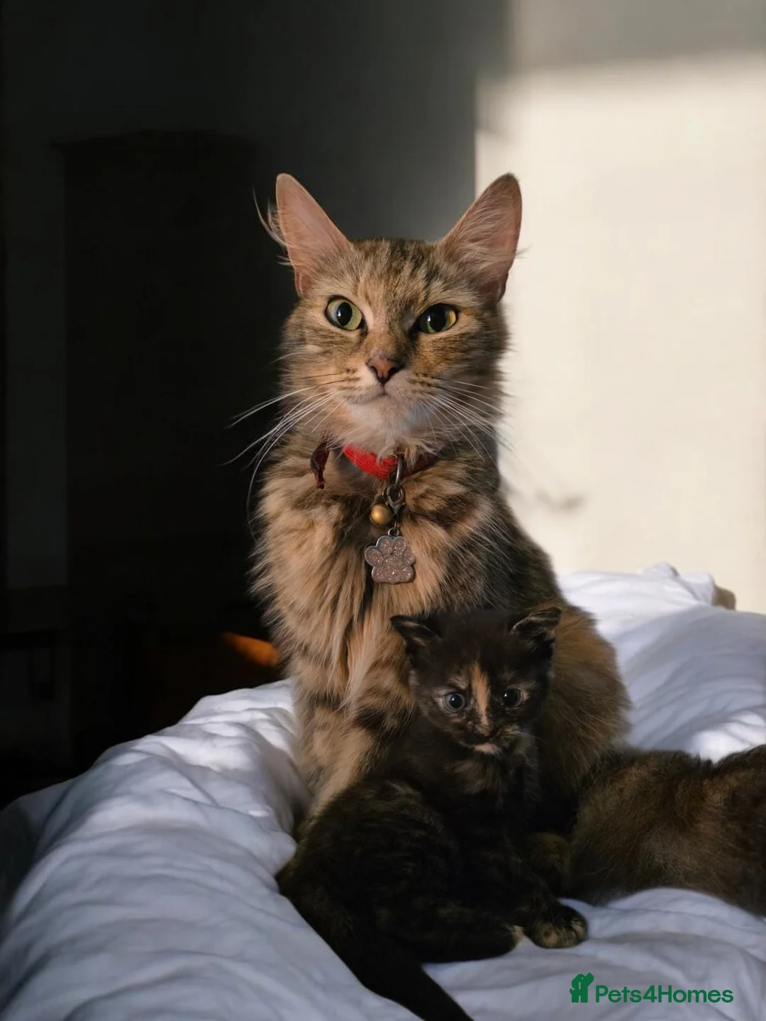 Mixed Breed cats for sale: Four beautiful fluffs - Advert 2