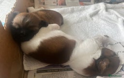 Shih Tzu dogs for sale: Beautiful Shih Tzu Pups - Image 1
